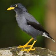 sensasioral