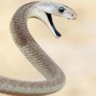 mambasan