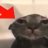 gatileno